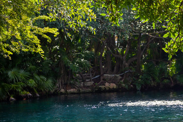 river in jungle