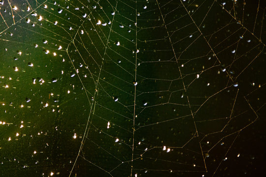abstract image of a spider web