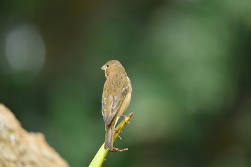 The outdoor fringillidae birds in the park