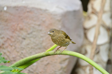 The outdoor fringillidae birds in the park