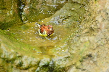 The outdoor fringillidae birds in the park