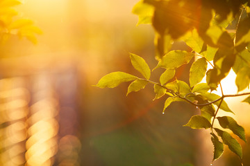 fresh green leaves in spring and bokeh background
