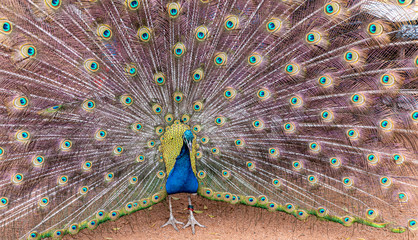 Obraz premium beautiful green peafowl (pavo muticus) on displaying its colors