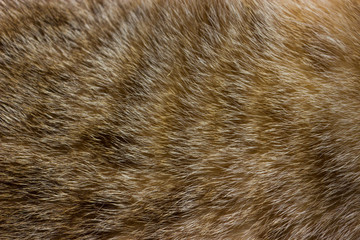 Cat fur close up background texture. Brown abstract stripes.