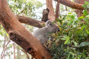 The koala (Phascolarctos cinereus, or, inaccurately, koala bear) in a tree eating eucalypt leaves