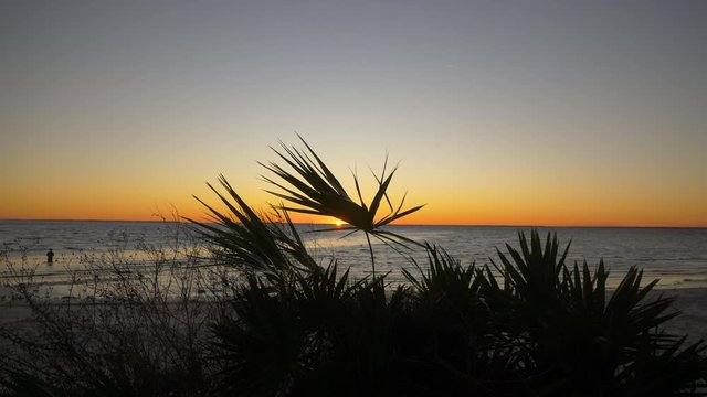 4k Palm leaves silhouetted in front of the ocean at sunset