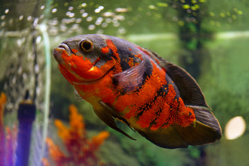 Obraz premium Oscar fish (Astronotus ocellatus). A large fish Astronotus oculata swims in an aquarium. Horizontal macro photography