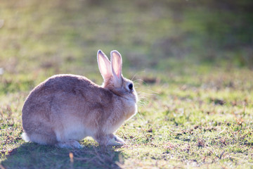冬の公園で遊んでいるウサギ