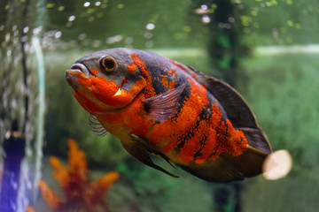 Oscar fish (Astronotus ocellatus). A large fish Astronotus oculata swims in an aquarium. Horizontal...