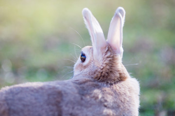 冬の公園で遊んでいるウサギ