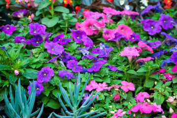 Multi color flowers in organic garden of San Lucas in Guatemala, spring in outdoor garden.