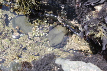 tidepool