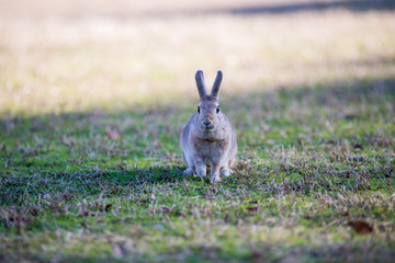 Fototapeta premium 冬の公園で遊んでいるウサギ
