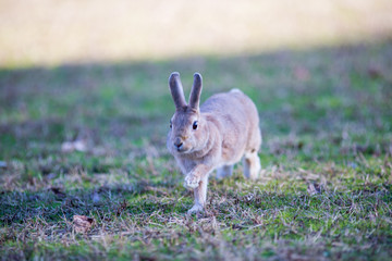 冬の公園で遊んでいるウサギ