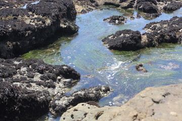 tidepool