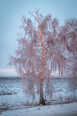 Birch trees in hoarfrost in the rays of the rising sun.