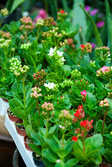 Multi color flowers in organic garden of San Lucas in Guatemala, spring in outdoor garden.