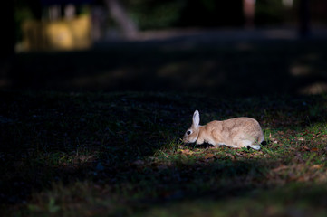 冬の公園で遊んでいるウサギ