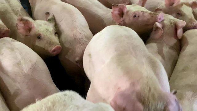 Close up shot of pig snout, then pan to reveal hundreds of hogs crowded in factory farm cages, swine flu and pathogen health risks theme
