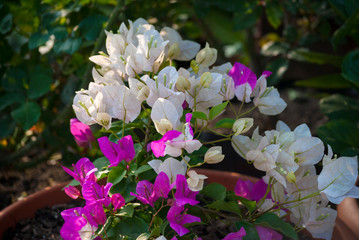 Multi color flowers in organic garden of San Lucas in Guatemala, spring in outdoor garden.