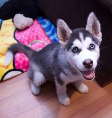 Cachorro de Husky Siberiano posando feliz 