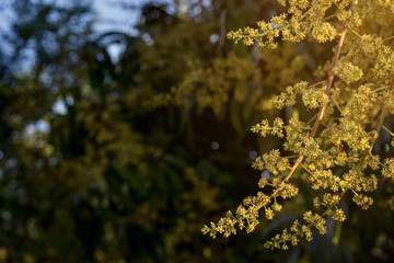 beautiful nature mango flower in the morning.