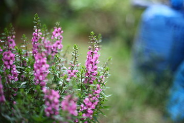 purple flowers in the garden