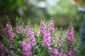 Obraz premium purple flowers in the garden