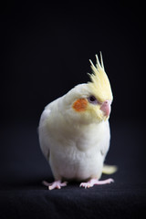Young Cockatiel  isolated on black background