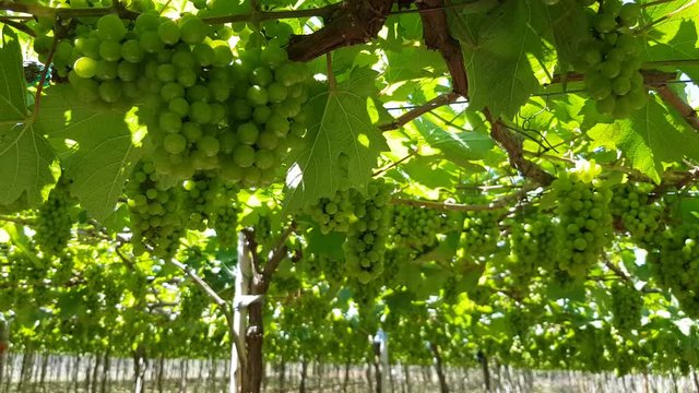 Green ripe grapes harvest hanging on the vine for making wine in vineyard in Phan Rang, Vietnam. Juicy leaves pamper in the wind. Summer time.