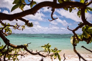 View of the ocean through tropical tree branches on a sunny day with white clouds in the sky 