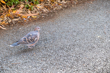 歩道を歩くキジバト
