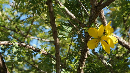 flowers on tree