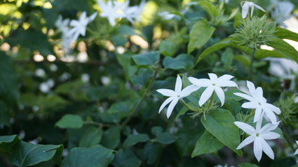 flowers in the garden