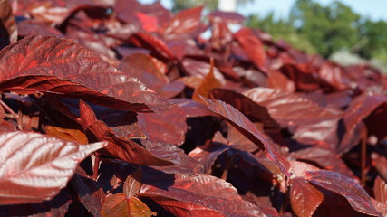 Red leaves