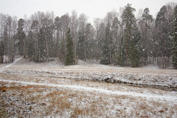 The first snow fell in the forest.