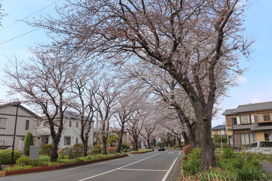 国分寺台の桜並木（神奈川県海老名市）