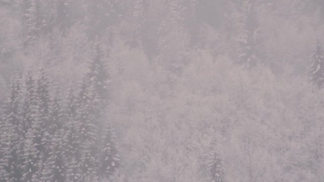 fog moves over snow covered spruce and beech trees