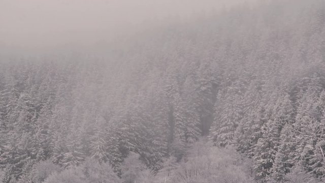 snow covered spruce trees shake in foggy clouds
