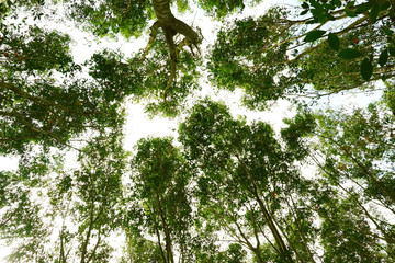 Fototapeta premium bottom view of tree in the forest for nature background