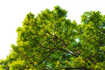 Green leaves on white