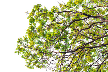Green leaves on white
