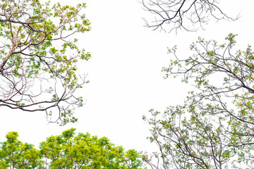 Green leaves on white