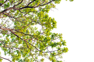 Green leaves on white