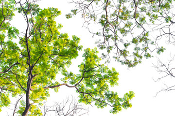 Green leaves on white