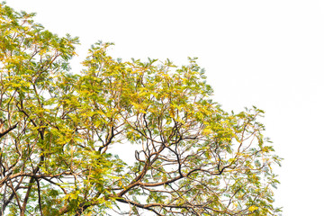 Green leaves on white