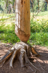 damaged tree carved by beaver