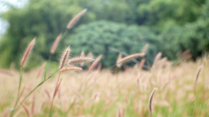 grass flower nature background, cattail flower outdoor summer