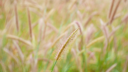 grass flower nature background, cattail flower outdoor summer