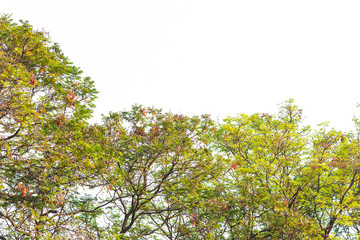 Green leaves on white